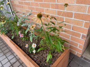 エキナセアの花