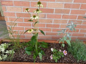 エキナセアの花