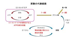 尿酸、プリン体の代謝経路