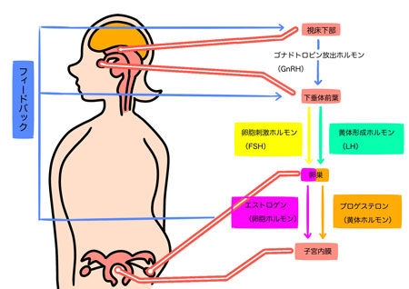 更年期障害の原因